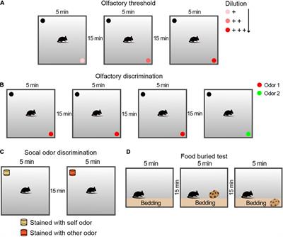 Frontiers Aerobic Exercise Improves Methamphetamine Induced Olfactory Dysfunction Through